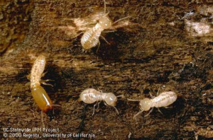 Western Subterranean Termite Colony--Photo by Jack Kelly Clark