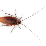 Cockroach on white