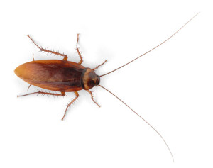 Control Cockroaches In and Around Your Home