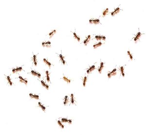 ant swarm on white background