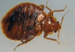Bed Bug Photo Courtesy of National Pest Management Associaiton