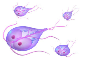 giardia3DCS3303562