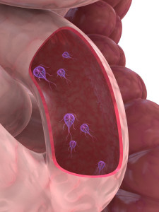 Giardia in human intestine-cross section graphic illustration