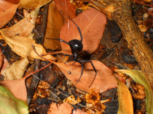 Black widow spider on orange leaves