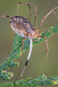 spider on green plant