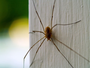 spider on white house