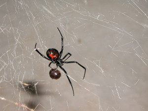 Black widow spider on web