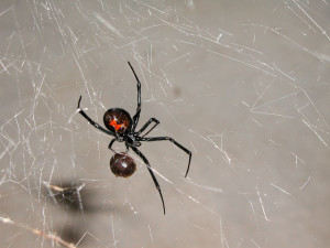 Daddylongleg Spiders - Control, Extermination, Removal