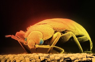 bed bug at night orange