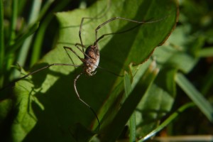 daddy long legs spider on green leaf