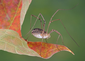 daddy long legs spider on orange leaf