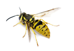 yellowjacket wasp close up on white