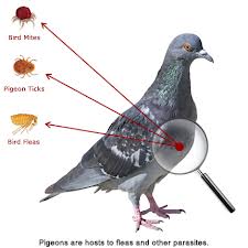 Pigeon Control Pest Guide: How to Get Rid of Pigeons