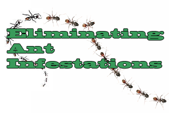 Eliminating ant infestations graphic