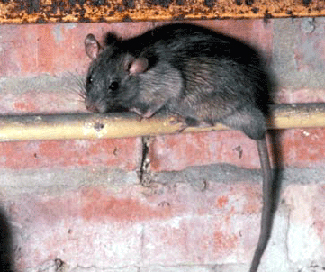 Rats! Is there NO stopping them?