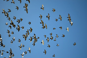 flying-pigeons