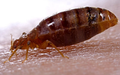 Good News for Us, Bad News for Bed Bugs