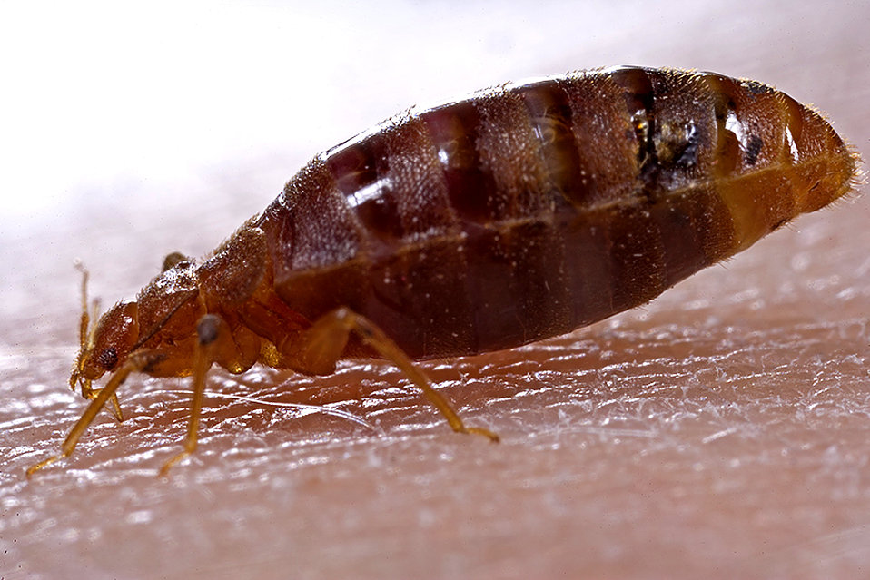 bed bug biting a person