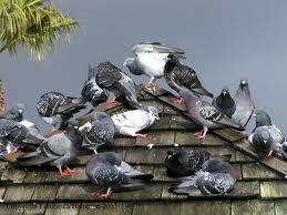 Pigeons on a Roof