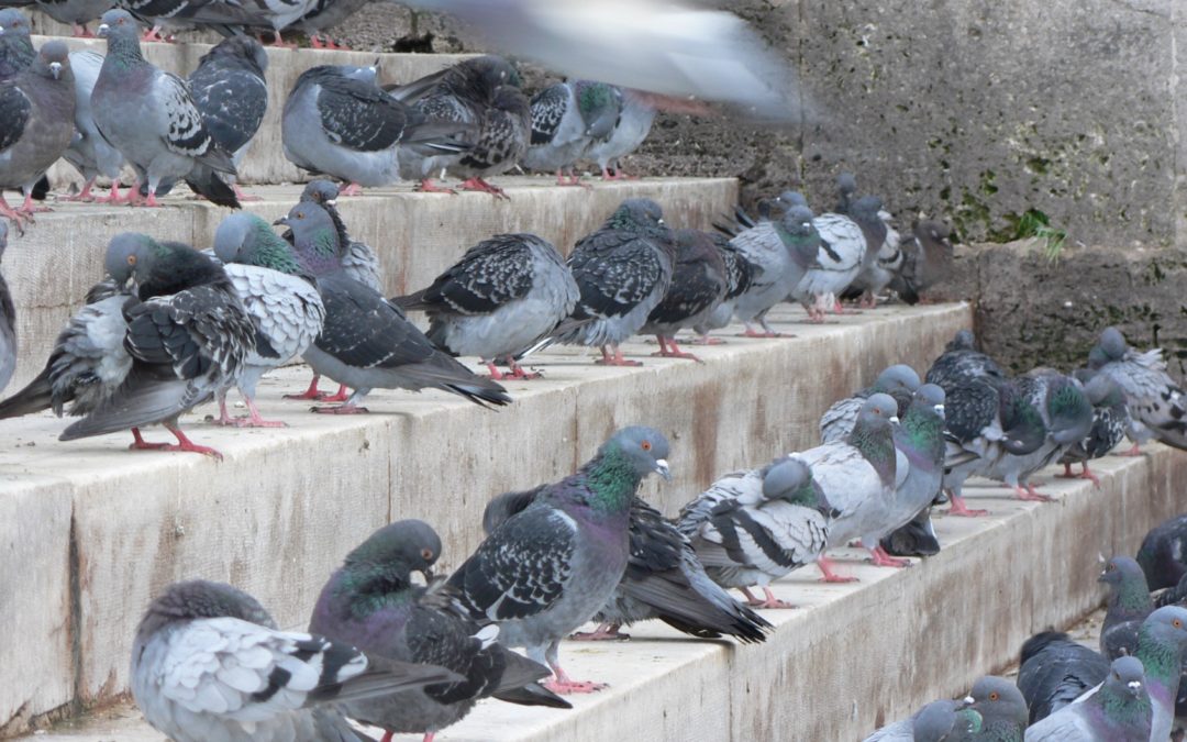 pigeons on concrete stairs