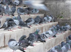 pigeons on concrete stairs