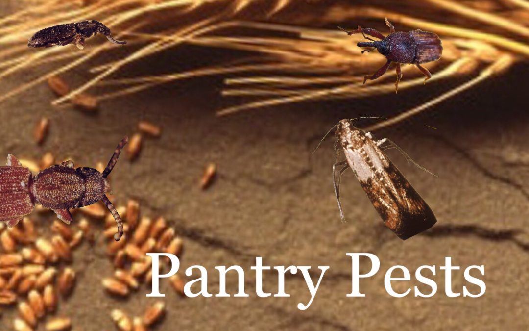 Don’t Let Pantry Pests Ruin Your Holiday Parties!