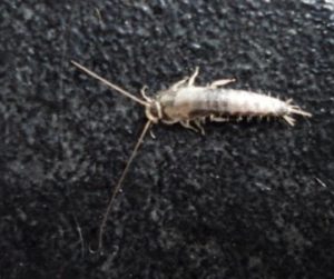 Silverfish