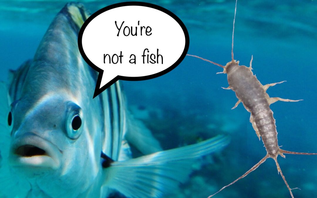 fish and silverfish - you're not a fish graphic