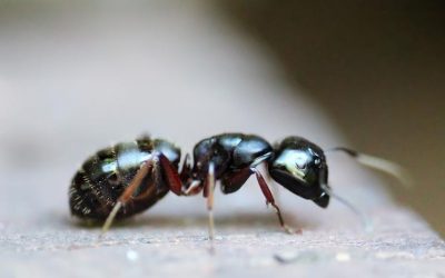 Ten Fun Facts about Ants