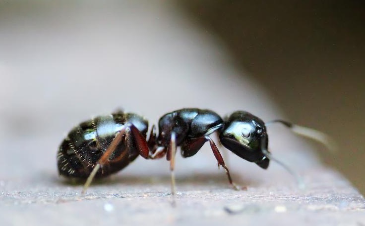 close up of black ant on a counter