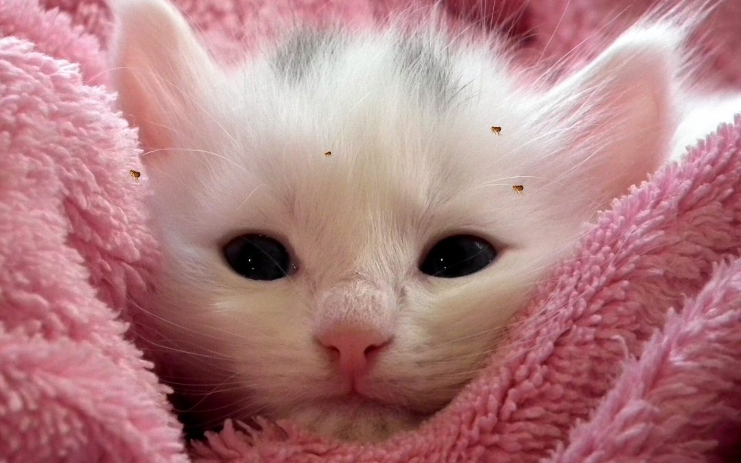 white kitten with fleas on pink blanket