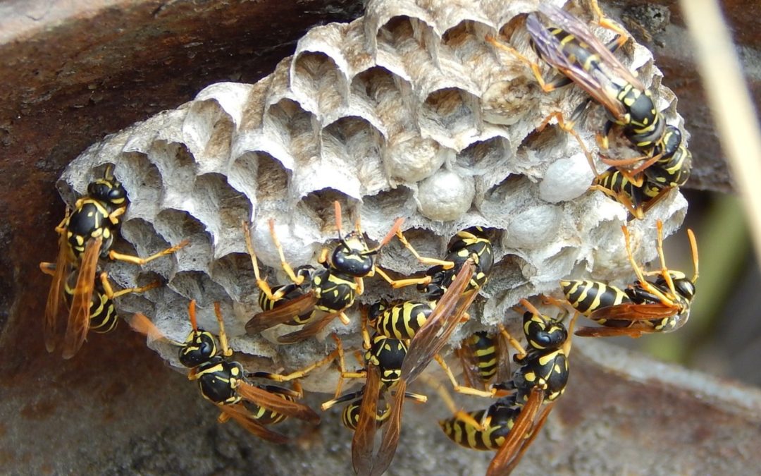 yellow wasp nest