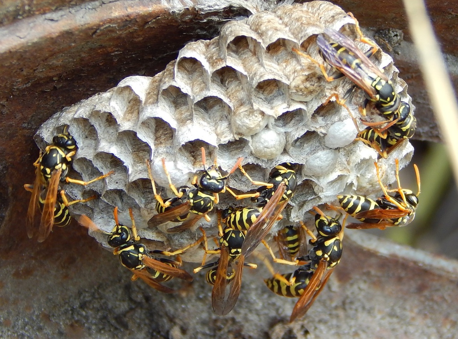 Queen Yellow Jacket Nest