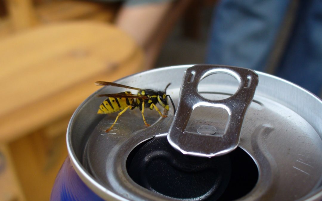 yellow jacket on top of a soda can