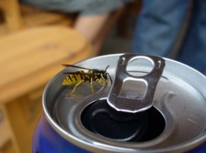 yellow jacket on top of a soda can