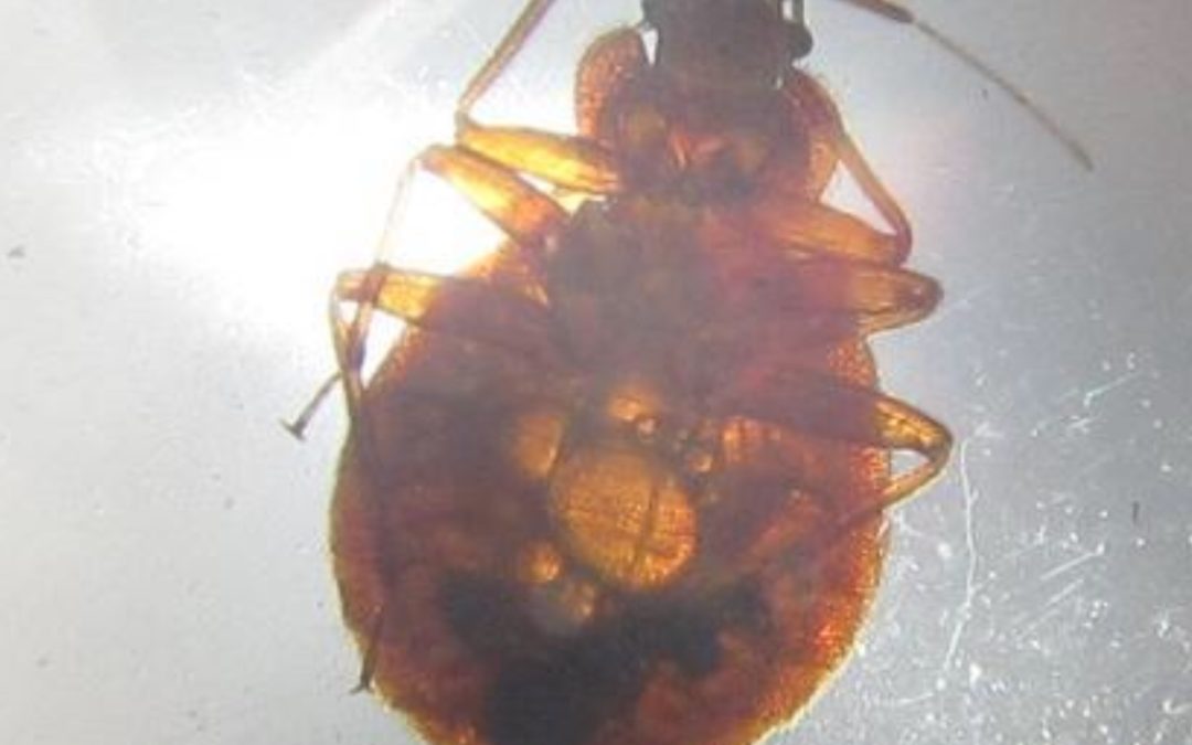 underside view of bed bug