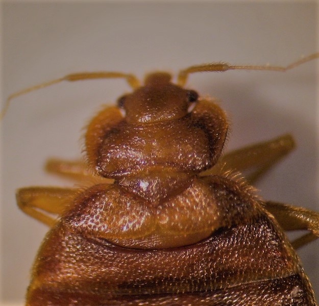 Upper half of bed bug