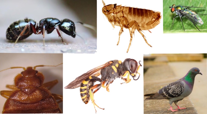 Bed Bug, Pigeon, Wasp, Tick, Ant