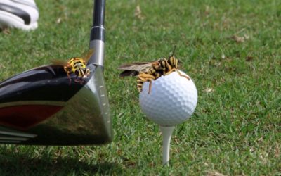 Golf Course Sued after Yellow Jacket Attack