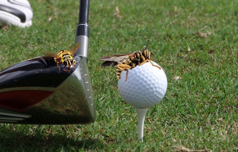 Yellow Jackets on the Golf Course ball and club
