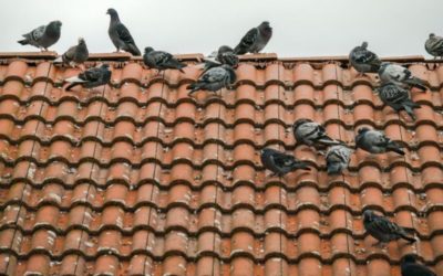 Why you should get rid of Pigeons