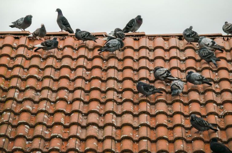 Many Pigeons on tile roof