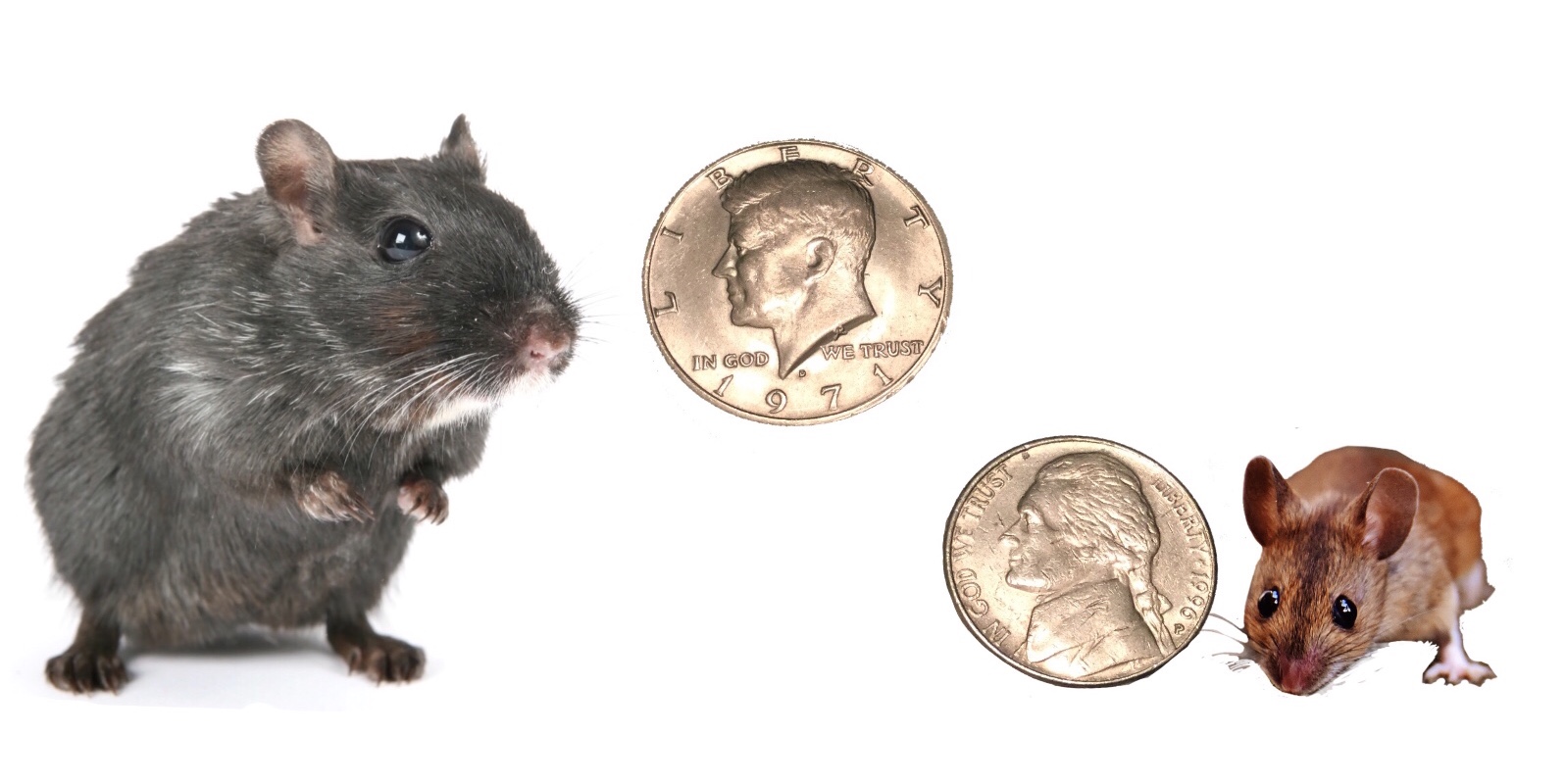 Mouse and a rat small enough to get thru coin sized hole